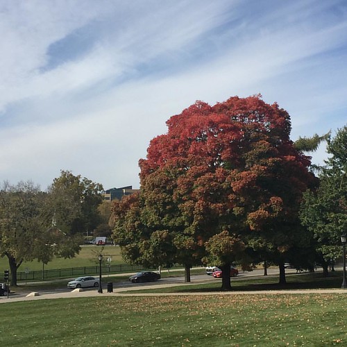A dash of #autumn || #IowaCity #fall #autumnleaves #fallleaves #fallcolors #fallcolours #autumncolors #autumncolours #trees