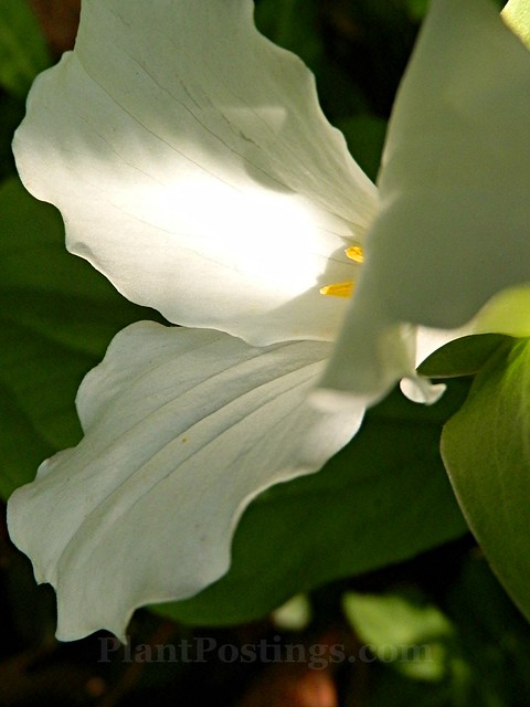 trillium petals