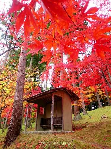 autumn japan japanesemaple aomori hachinohe 紅葉 青森 茶室 モミジ 八戸