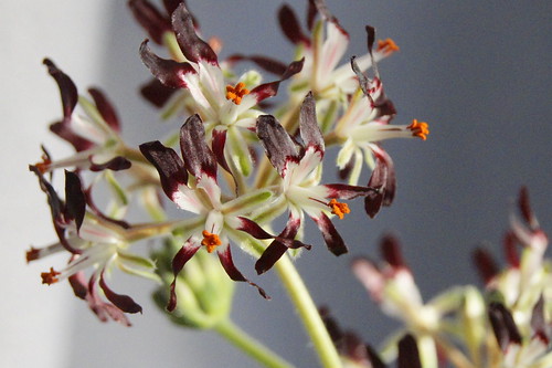 Pelargonium auritum var. auritum