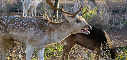 newcastle texas deer fallowdeer buck fallow anamorphic d60 cinemascope isco fallowbuck youngcounty iscorama nikkorh85mm