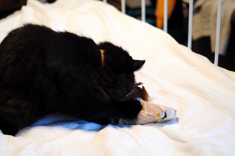 month-in-photos-december-2015-rottenotter-rotten-otter-blog 16