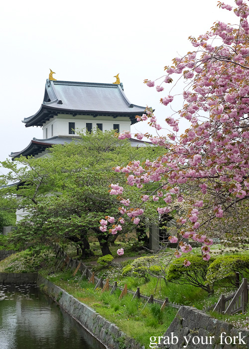 Sakura cherry blossoms in front of Matsumae Castle in Hokkaido, Japan
