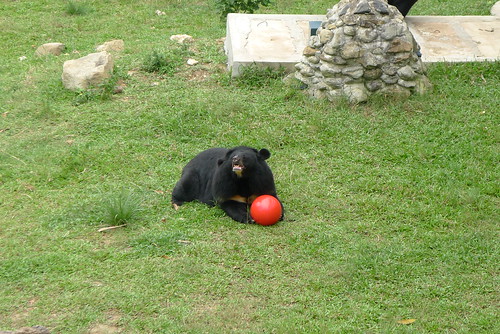 Mausi plays with a new ball