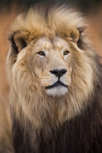 africa portrait animal closeup cat southafrica lion bigcat theking carnivore afrique fauve pantheraleo sigma150600