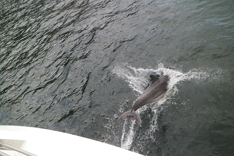 Dolphin!