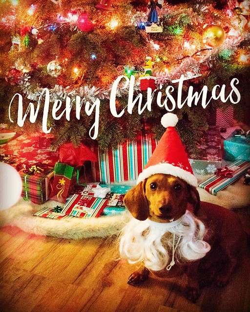 Merry Christmas from @mrbigthedoxie ! #mrbig #dachshund #doxie #weeniewithaweenie #christmasweenie