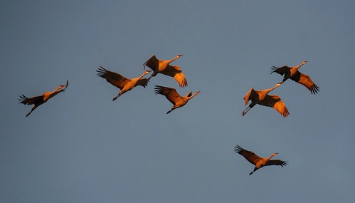 sunset newmexico cranes bernardo sandhillcranes laddsgordon bernardowaterfowlarea laddsgordonwma laddsgordonwaterfowlcomplex tg2015