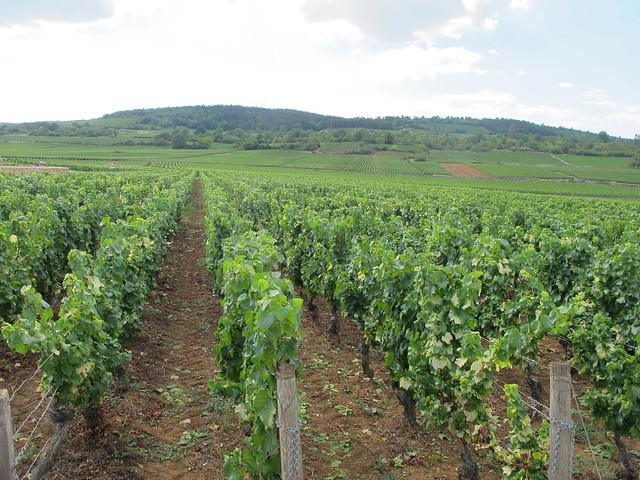 Baune and Bourgogne wine country