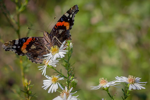 minnesota butterfly september redadmiral 2015 vanessaatalanta pollinator elmcreekparkreserve ventralview canonlens50mmef14