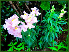 Pastel pink Antirrhinum majus (Common Snapdragon, Garden Snapdragon, Snapdragon, Dragon Flowers) in our garden bed, Nov 30 2013