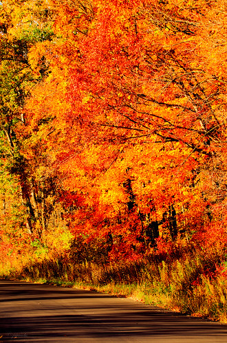tree fall leaves wisconsin unitedstates scenic merrimac ©jrj