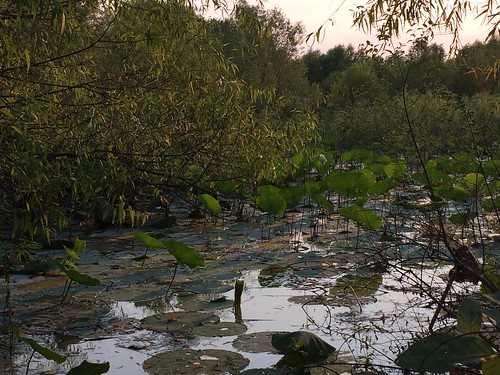 sextoncreekwetlands