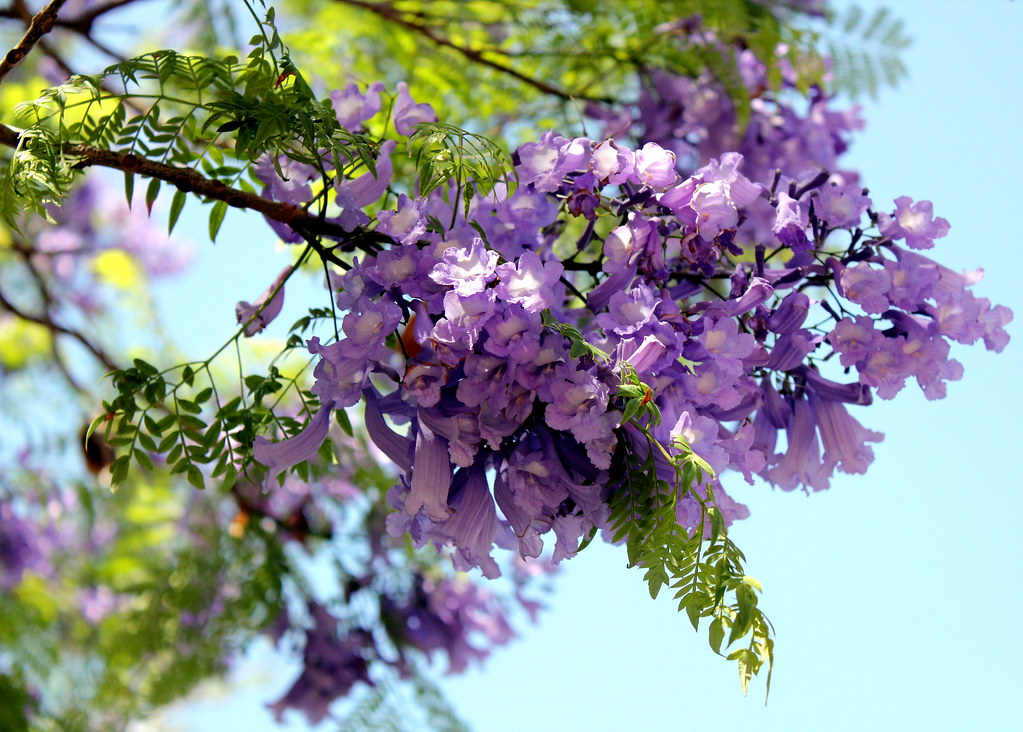 victoria-gardens-purple-flowers