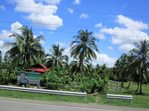 carmen davao del sur coconut tree mindanao philippines asia world