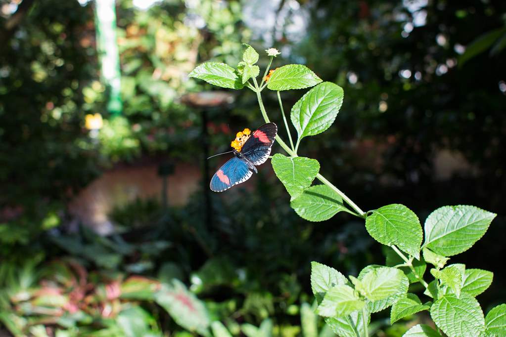 Butterflies inside the Butterfly and Nature Conservancy in Key West