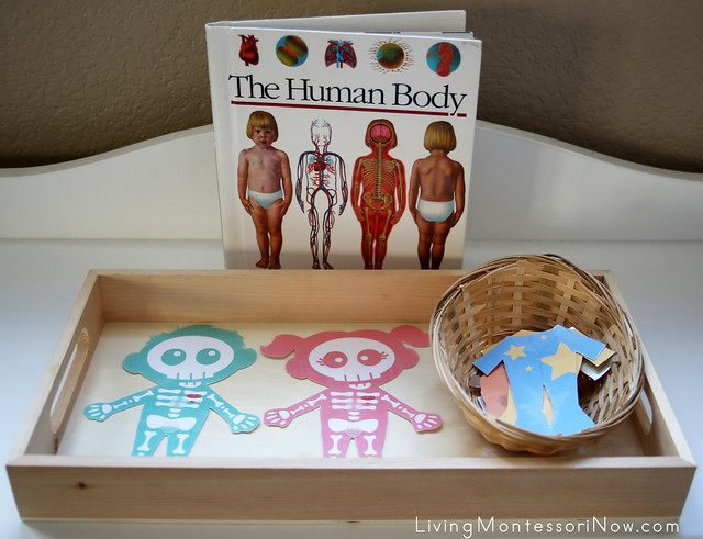 The Human Body Book and Skeleton Paper Dolls