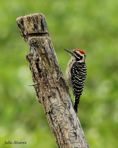 ladderbackedwoodpecker picoidesscalaris teuchitlán carpinteromexicano presalavega avesjalisco