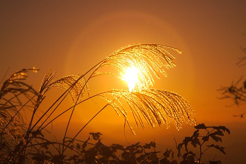 autumn sunset japan 日本 秋 夕暮れ すすき eveningview 夕方 silvergrass 晩秋 japanesesilvergrass 夕