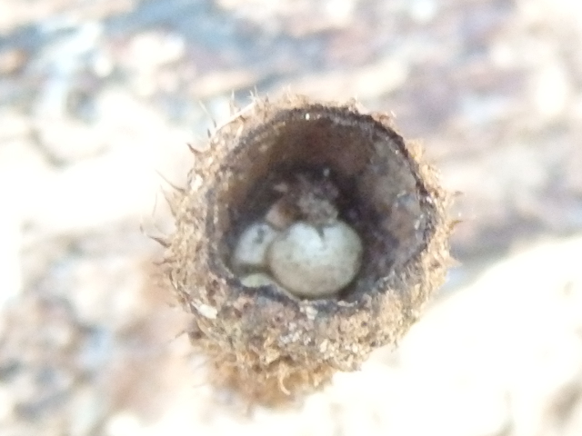 bird's nest fungus linville gorge