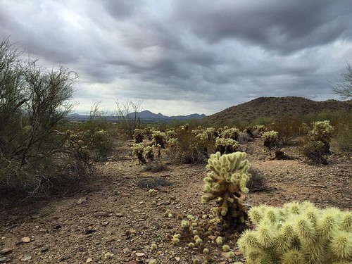 arizona cactus square desert hike trail squareformat scottsdale lostdog cholla iphoneography instagramapp