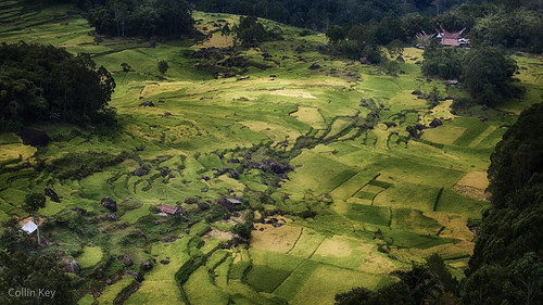 tongkonan sulawesi batutumonga green landscape indonesia ricepaddy tanatoraja idn