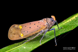 Fulgorid planthopper (Enchophora nigromaculata) - DSC_2730
