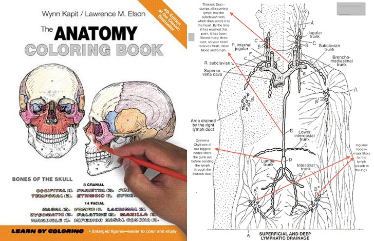 Anatomy Color Pages Anatomy Drawing Diagram