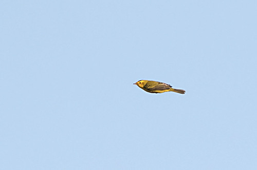 bird montana wilsonswarbler wilsoniapusilla