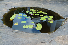 Reflection of Gadaladeniya Rajamaha Viharaya in water puddle