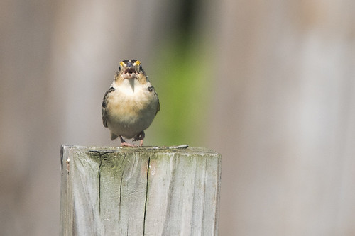 Negri-Nepote: Grasshopper Sparrow In My Face