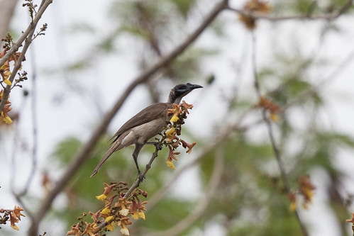 birds indonesia lewa sumba helmetedfriarbird philemonbuceroidesneglectus