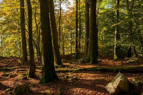 autumn oktober automne germany de deutschland nationalpark nikon herbst nikkor allemagne saarland 1024 d90 f3545 nonnweiler ringwall hunnenring otzenhausen nikond90 keltischer keltischerringwall nikkor1024f3545 hunsrückhochwald nationalparkhunsrückhochwald