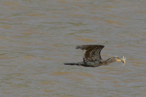 rio colombia bc venezuela aves co pesca eia phalacrocorax cormorán arauca bocachico brasilianus orinoquia ll43 llanos43