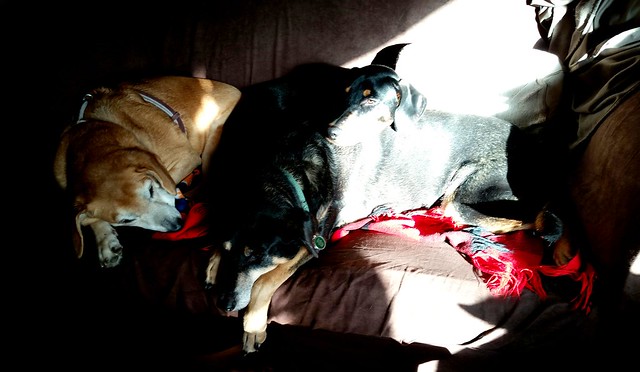 Lapdog Creations Sleepy, Cuddly Dogs