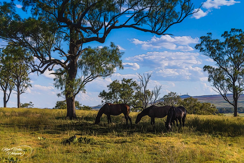 trees horses water creek river landscape australia nsw fields 1855mm hdr kevinwalker musswellbrook canon1100d