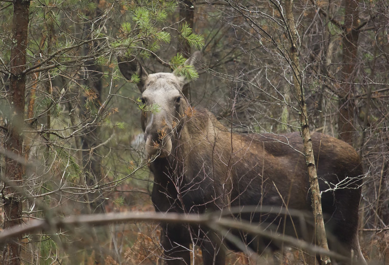 A Moose Meeting