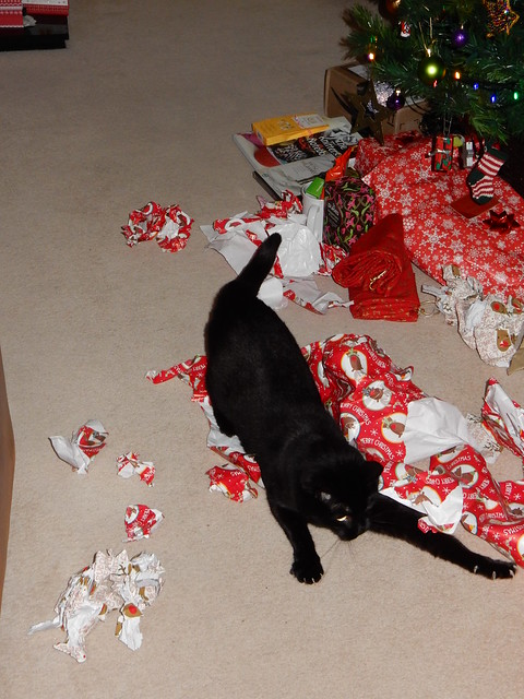Flo enjoys the wrapping paper! (3)
