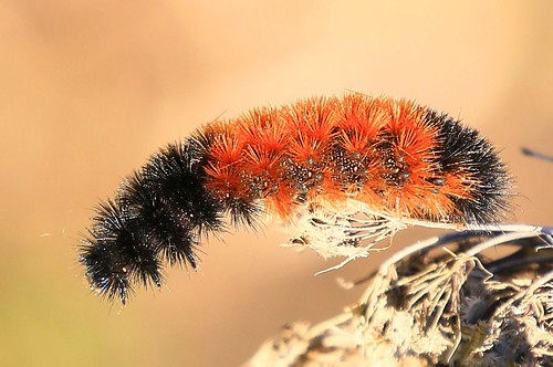woolly bear caterpillar pyrrharctia isabella moth allamakee county iowa larry reis