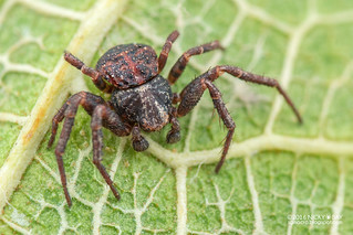 Crab spider (Pycnaxis sp.) - DSC_5731