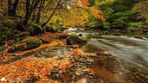 autumn autumncolours autumnal colourful colours leaves orangeleaves beech trees beechtrees swirlingleaves swirl flow flowingwater riverroe roevalley roevalleycountrypark clear water stones rocks moss longexposure movement seasons limavady countyderry northernireland ireland ulster canon canon5dmkiii leefilters lee leelandscapepolarisingfilter canonef1740mmf4lusm