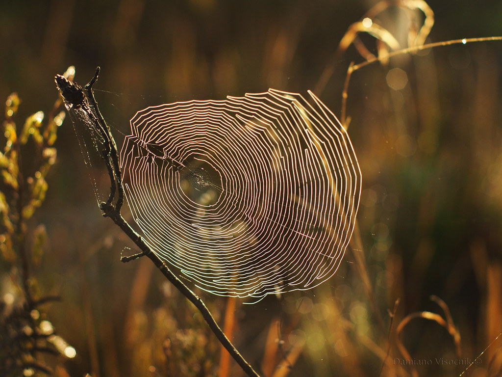 Morning spider web_6_c