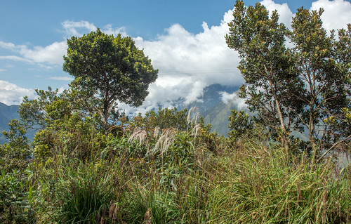 road bolivia vegetation yungas corocio