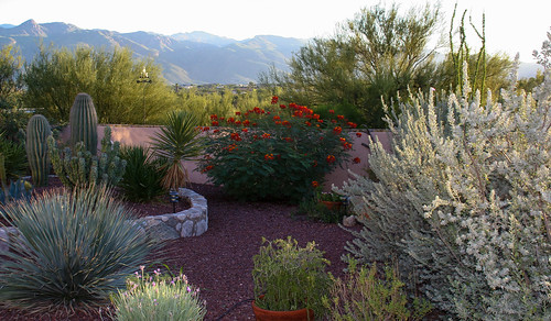 flowers trees arizona cactus mountains color hotel us tucson az bloom desertplants