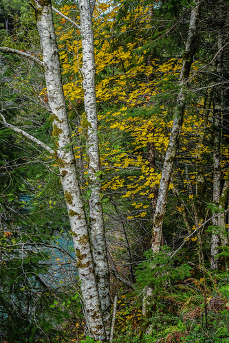 fall colors oregon sony 2015 sonyalpha currycounty elkriverroad dt1650mmf28 a77ii