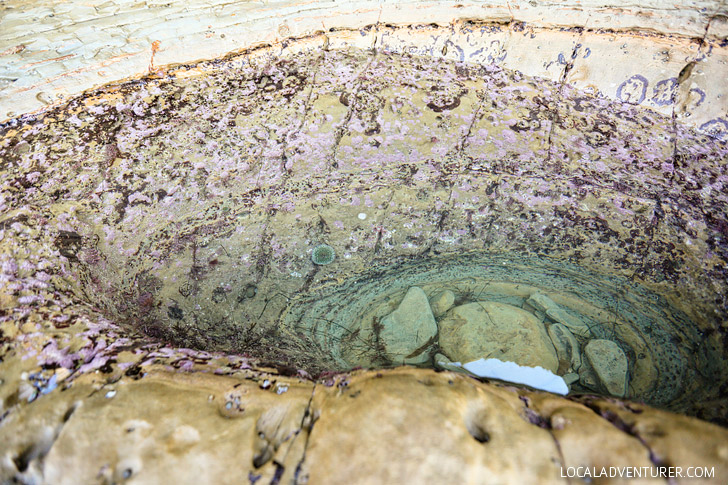Purple Sea Urchin found in Cabrillo National Monument Tide Pools San Diego.