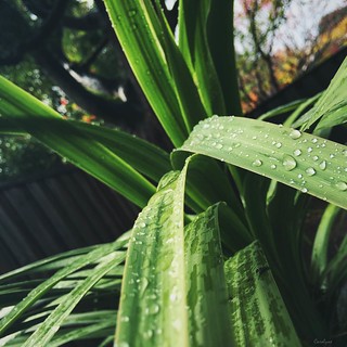 Rain on Plants is a beautiful thing