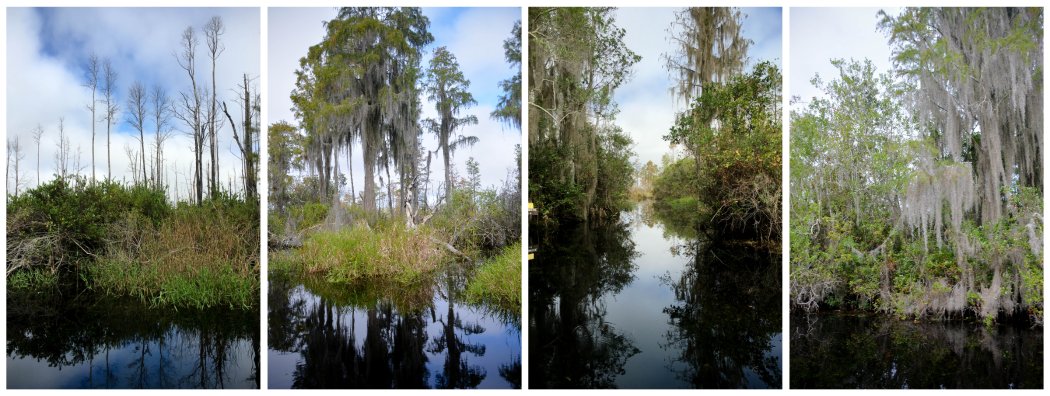 swamp beauty