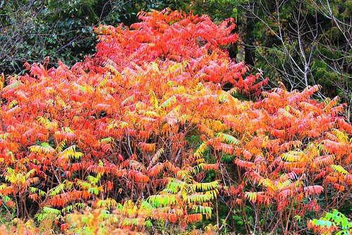 staghorn sumac male fall foliage yellow river state forest allamakee county iowa larry reis