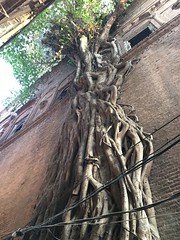 Tree growing on the side of the Haveli.